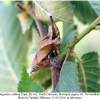 polygonia c-album pupa1